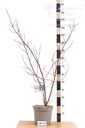 Cornus alba 'Elegantissima' - La Pépinière d'Agnens