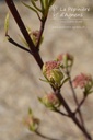 Cornus alba 'Elegantissima' - La Pépinière d'Agnens