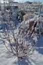 Cornus alba 'Elegantissima' - La Pépinière d'Agnens