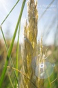 Cortaderia selloana 'Pumila' - La Pépinière d'Agnens