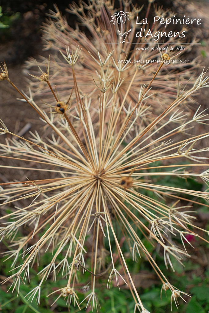 Allium christophii - La pépinière d'Agnens