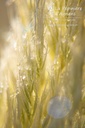 Cortaderia selloana 'Pumila' - La Pépinière d'Agnens