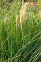 Cortaderia selloana 'Pumila' - La Pépinière d'Agnens