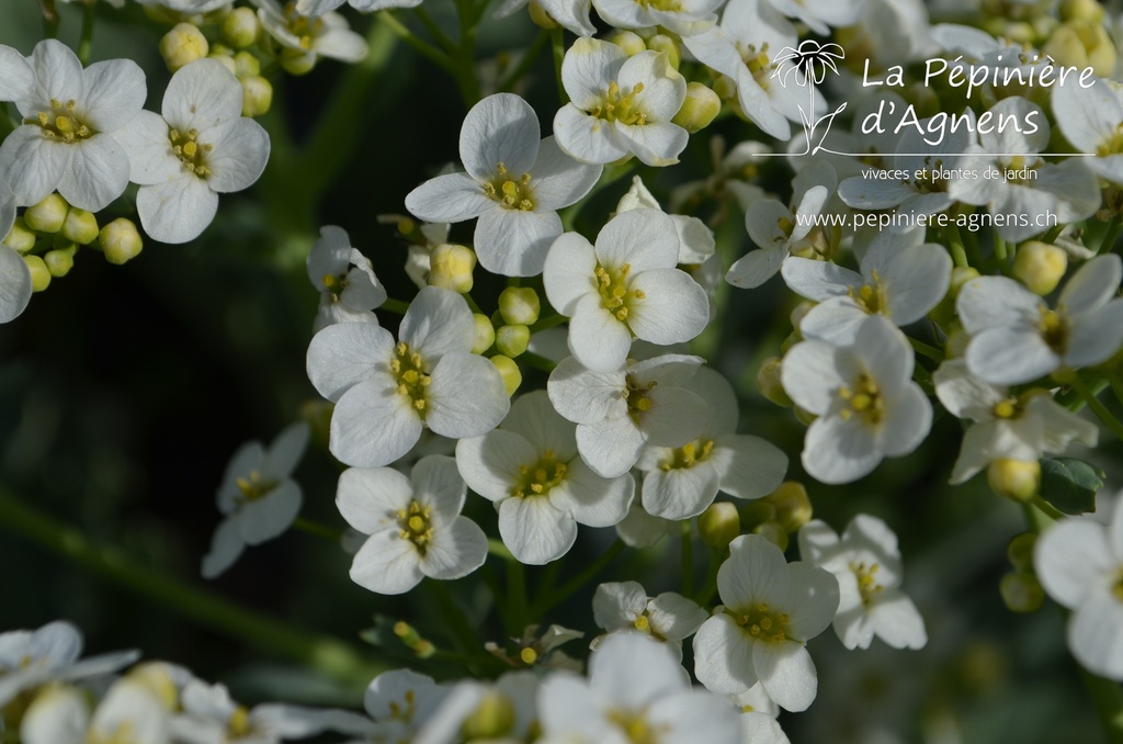 Crambe maritima - La Pépinière d'Agnens