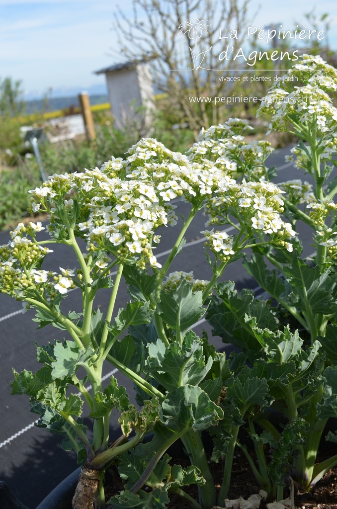 Crambe maritima - La Pépinière d'Agnens