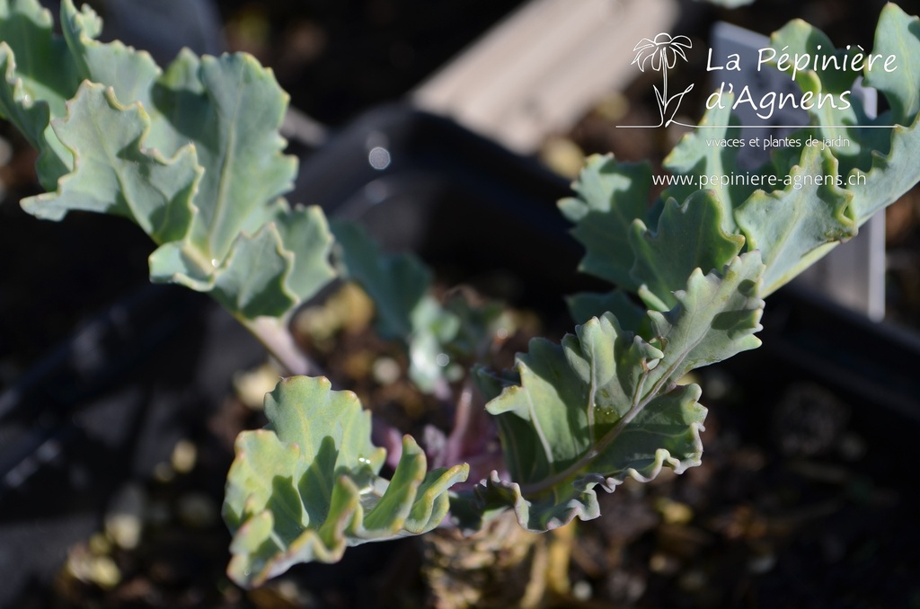 Crambe maritima - La Pépinière d'Agnens