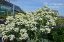 Crambe maritima - La Pépinière d'Agnens