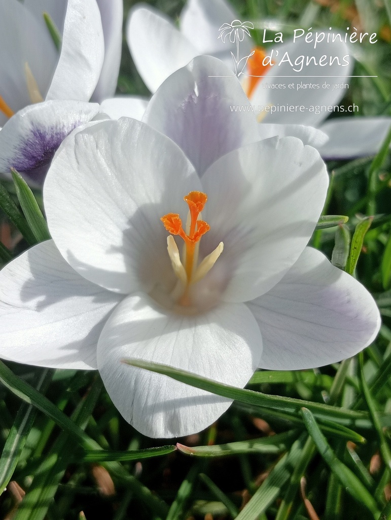 Crocus botanique 'Ard Schenk' - La Pépinière d'Agnens