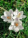 Crocus botanique 'Ard Schenk' - La Pépinière d'Agnens