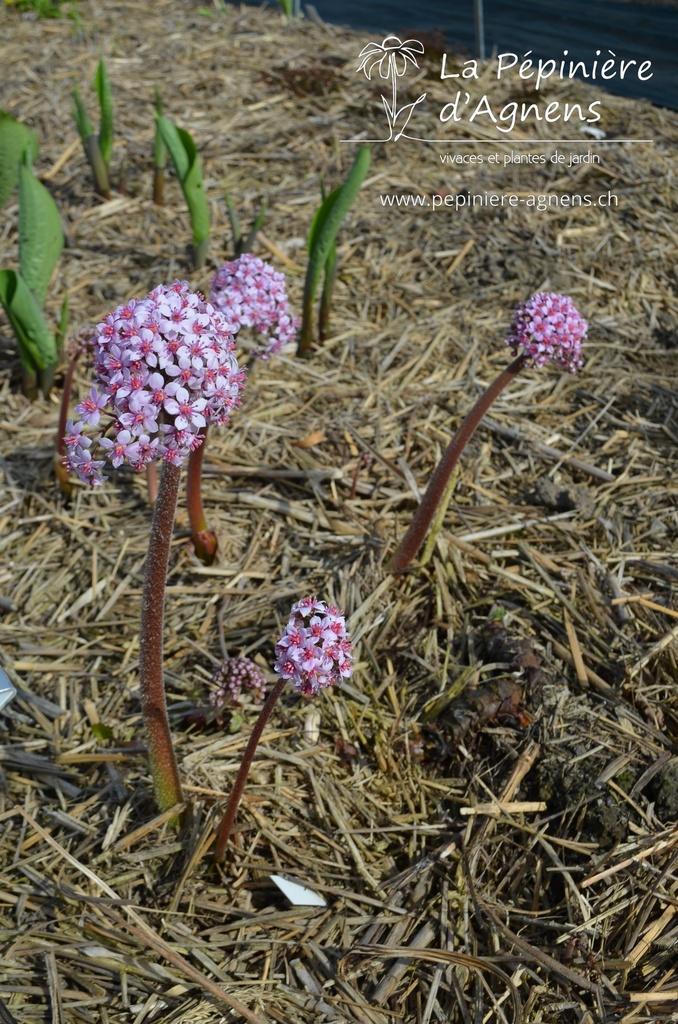 Darmera peltata - La Pépinière d'Agnens