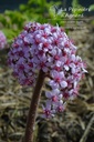 Darmera peltata - La Pépinière d'Agnens