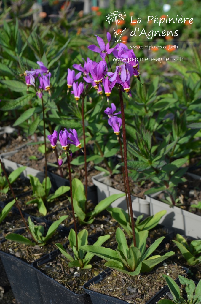 Dodecatheon meadia 'Red Wings' -La Pépinière d'Agnens