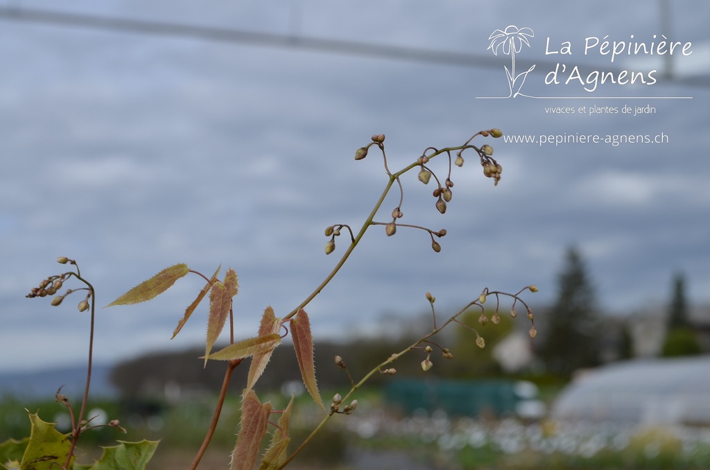 Epimedium hybride 'Spine Tingler' -La Pépinière d'Agnens