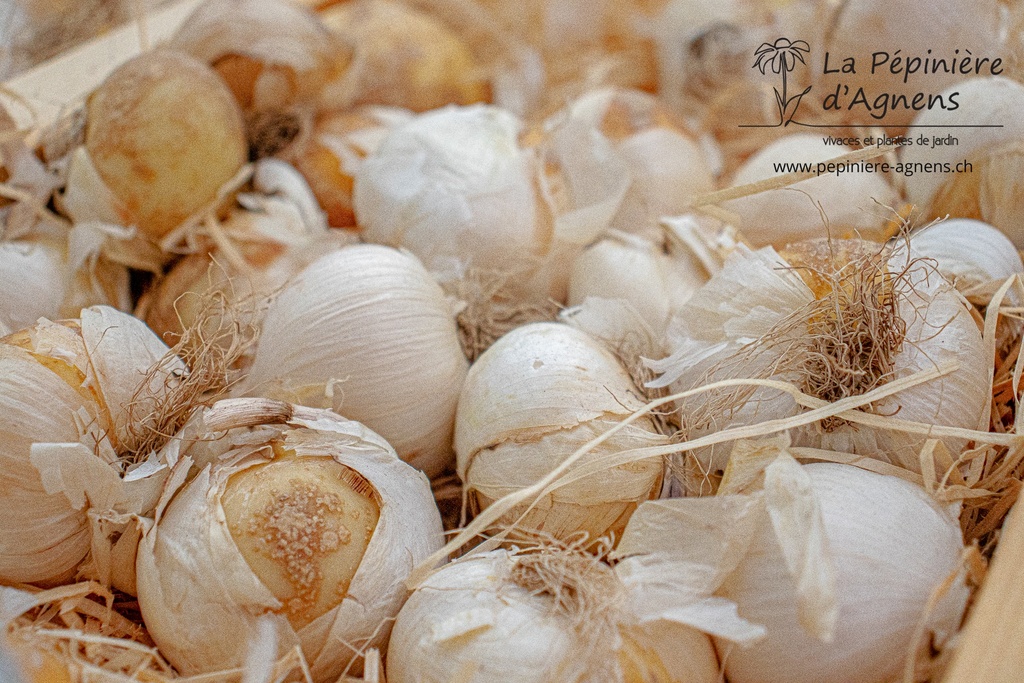 Allium christophii - La pépinière d'Agnens