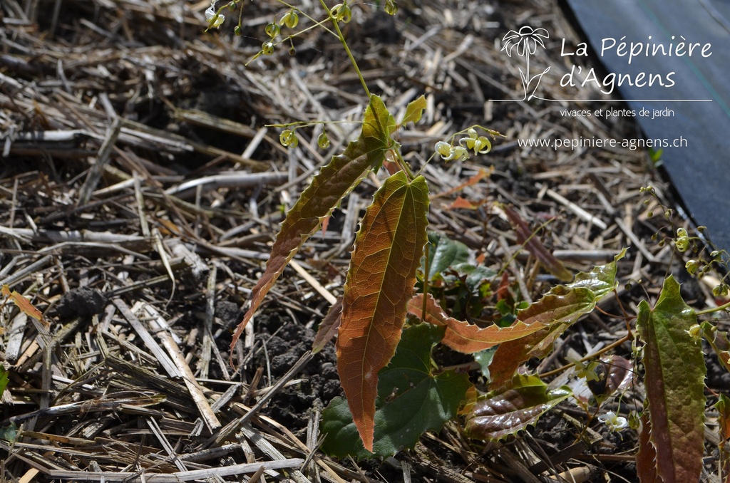 Epimedium hybride 'Spine Tingler' -La Pépinière d'Agnens