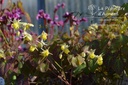 Epimedium versicolor (x) 'Sulphureum' -La Pépinière d'Agnens