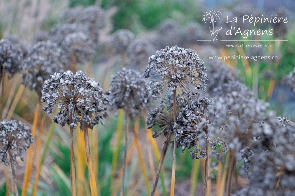 Allium hybride 'Millenium' - La pépinière d'Agnens