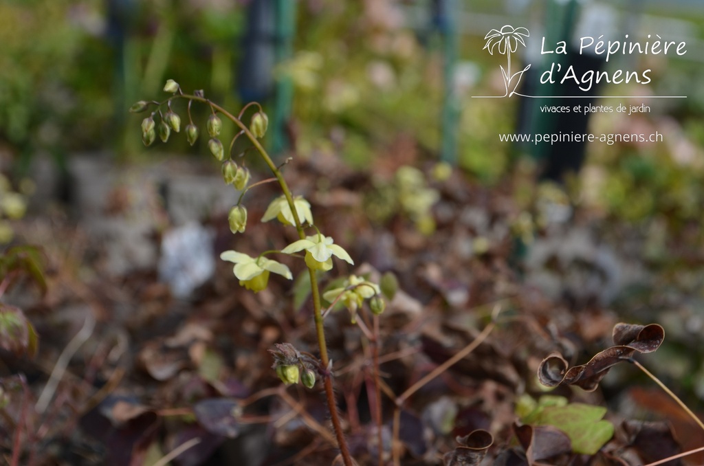 Epimedium versicolor (x) 'Sulphureum' -La Pépinière d'Agnens