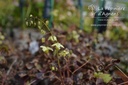 Epimedium versicolor (x) 'Sulphureum' -La Pépinière d'Agnens