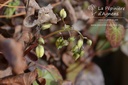 Epimedium versicolor (x) 'Sulphureum' -La Pépinière d'Agnens