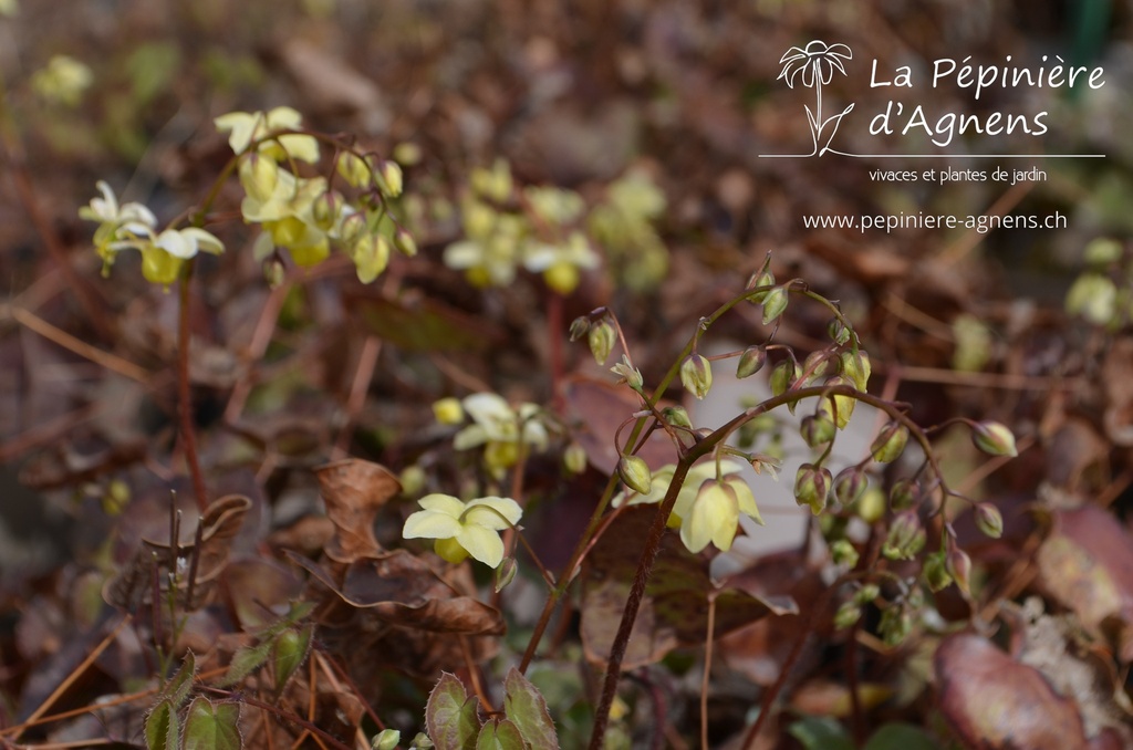 Epimedium versicolor (x) 'Sulphureum' -La Pépinière d'Agnens
