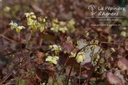 Epimedium versicolor (x) 'Sulphureum' -La Pépinière d'Agnens