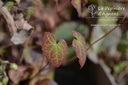 Epimedium versicolor (x) 'Sulphureum' -La Pépinière d'Agnens
