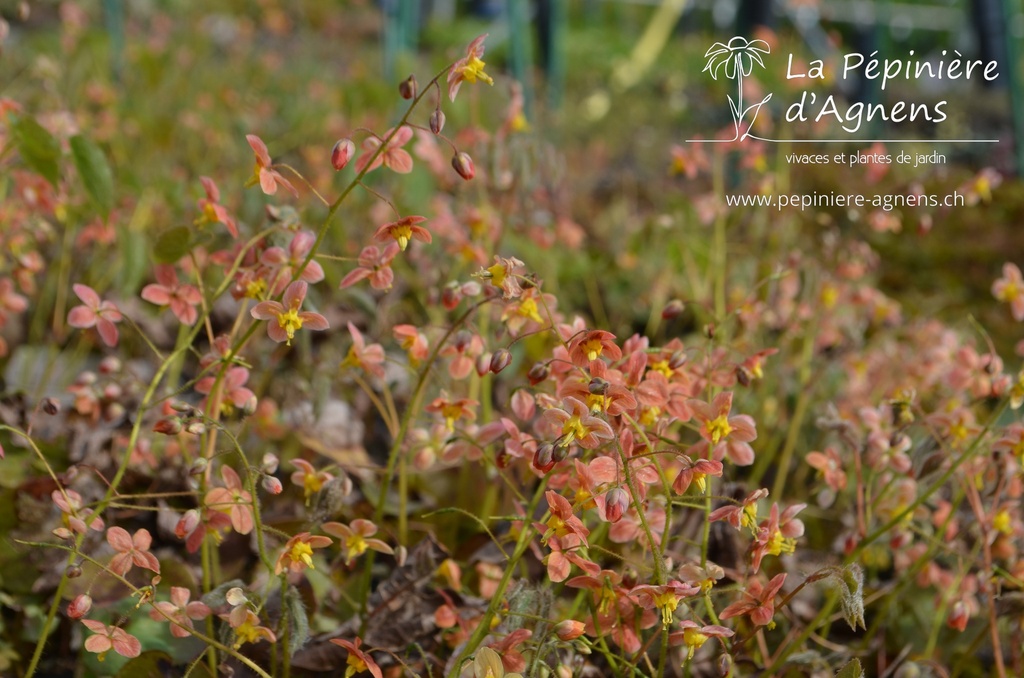 Epimedium warleyense (x) 'Orangekönigin' -La Pépinière d'Agnens