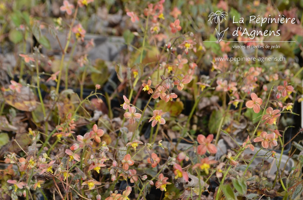 Epimedium warleyense (x) 'Orangekönigin' -La Pépinière d'Agnens