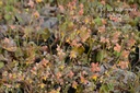 Epimedium warleyense (x) 'Orangekönigin' -La Pépinière d'Agnens