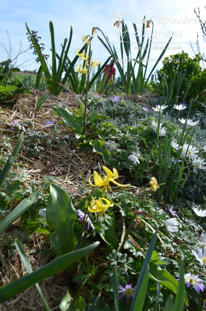 Erythronium cultivar 'Pagoda' -La Pépinière d'Agnens