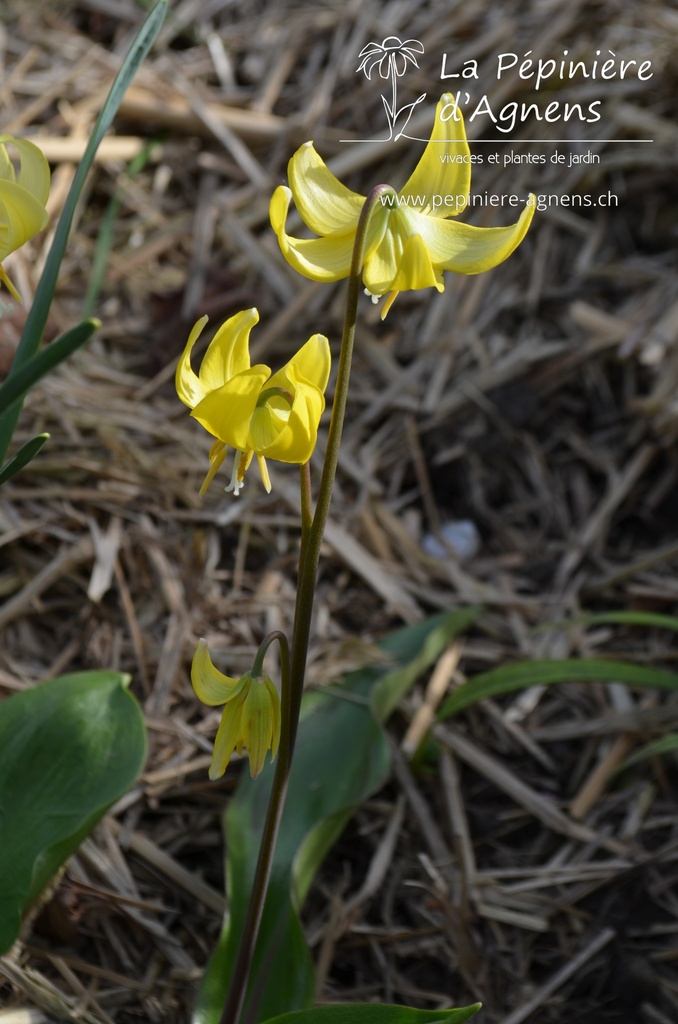 Erythronium cultivar 'Pagoda' -La Pépinière d'Agnens