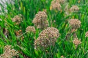 Allium hybride 'Millenium' - La pépinière d'Agnens