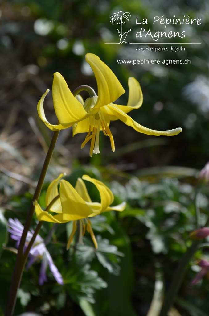 Erythronium cultivar 'Pagoda' -La Pépinière d'Agnens