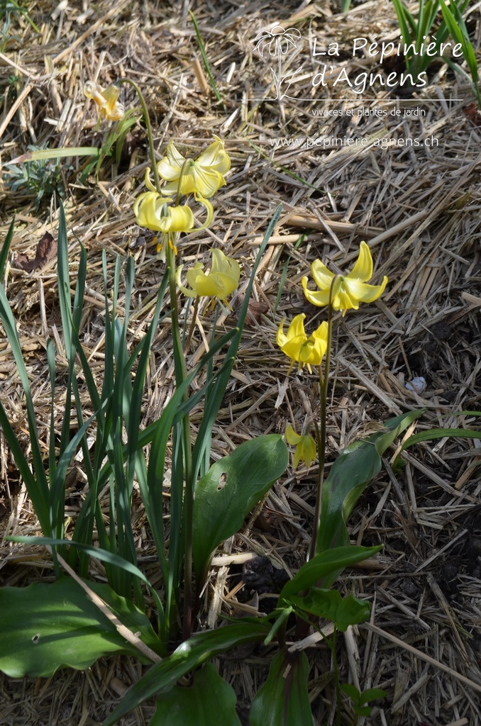 Erythronium cultivar 'Pagoda' -La Pépinière d'Agnens