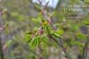 Euonymus alatus 'Compactus' -La Pépinière d'Agnens