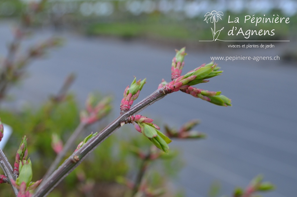 Euonymus alatus 'Compactus' -La Pépinière d'Agnens