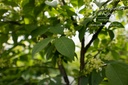 Euonymus alatus 'Compactus' -La Pépinière d'Agnens