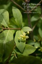 Euonymus alatus 'Compactus' -La Pépinière d'Agnens