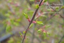 Euonymus alatus 'Compactus' -La Pépinière d'Agnens