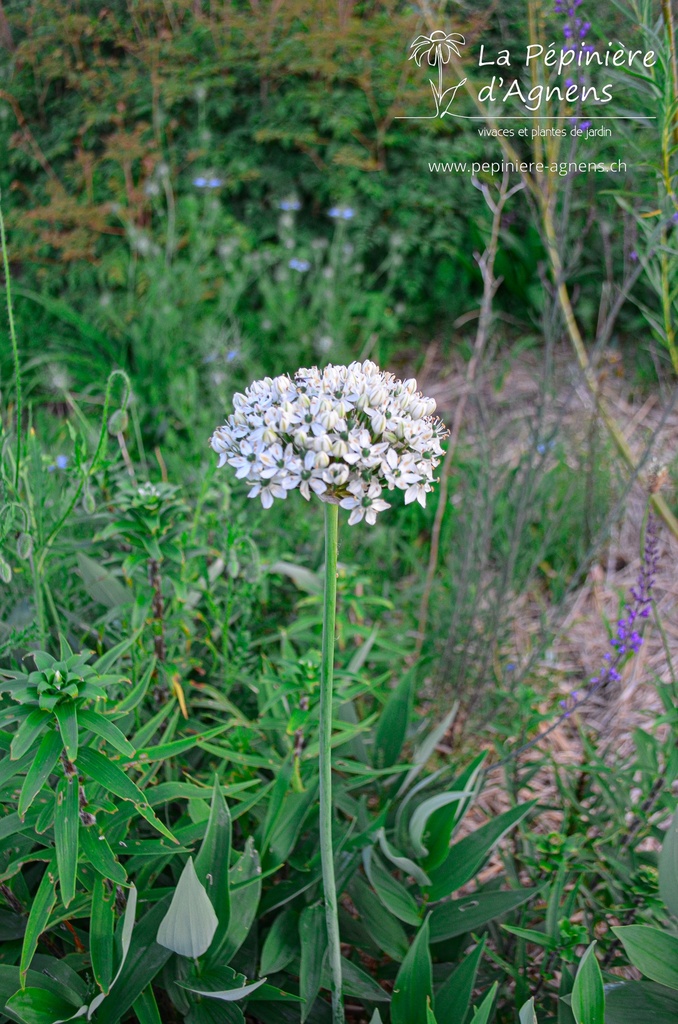 Allium nigrum - La pépinière d'Agnens