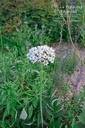 Allium nigrum - La pépinière d'Agnens