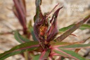 Euphorbia griffithii 'Dixter' -La Pépinière d'Agnens