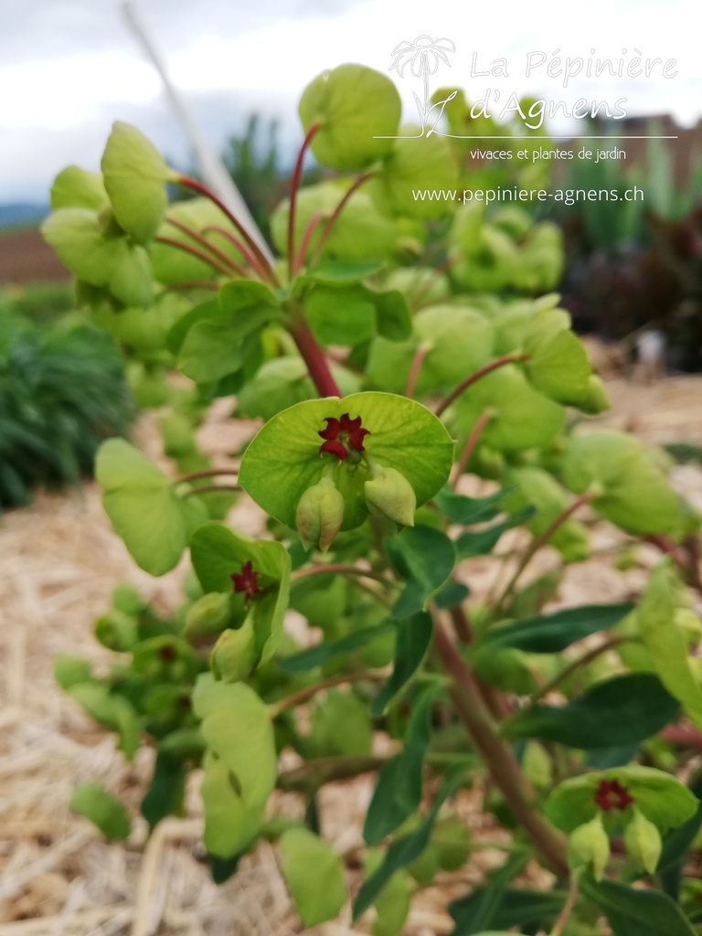 Euphorbia martinii (x) -La Pépinière d'Agnens