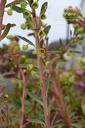Euphorbia martinii (x) -La Pépinière d'Agnens