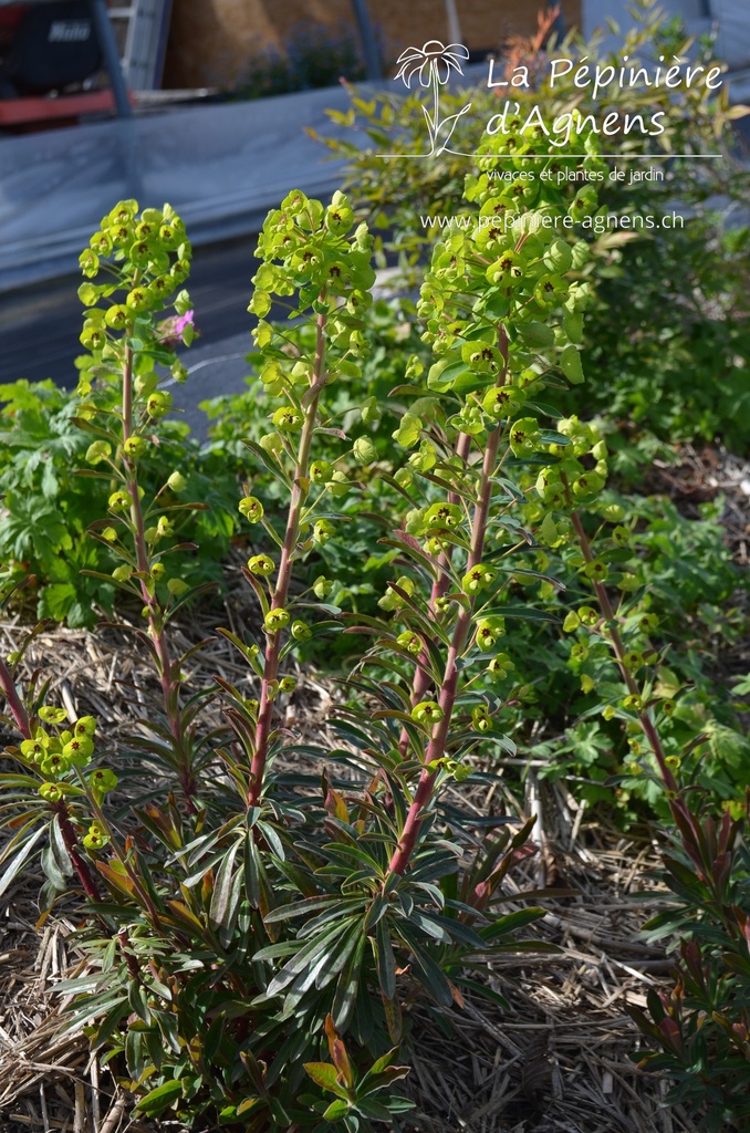 Euphorbia martinii (x) -La Pépinière d'Agnens