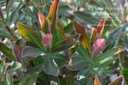 Euphorbia martinii (x) -La Pépinière d'Agnens