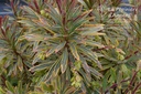 Euphorbia martinii (x) 'Ascot Rainbow' -La Pépinière d'Agnens