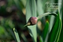 Allium nutans 'Isabelle' - La pépinière d'Agnens