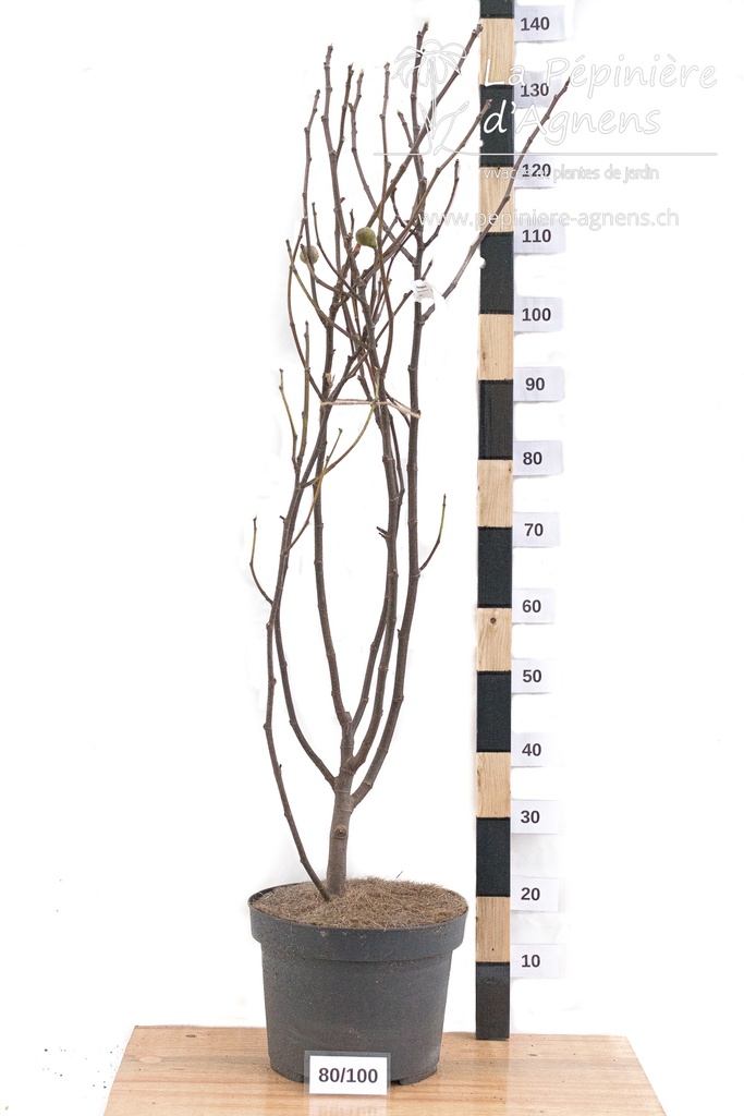 Ficus carica 'Brown Turkey' -La Pépinière d'Agnens